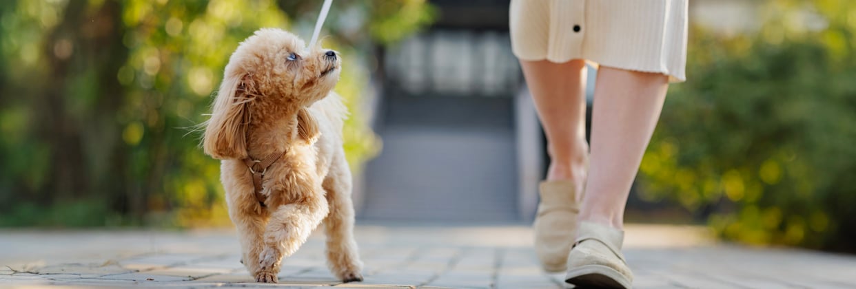 A maltipoo being walked on a sunny day.