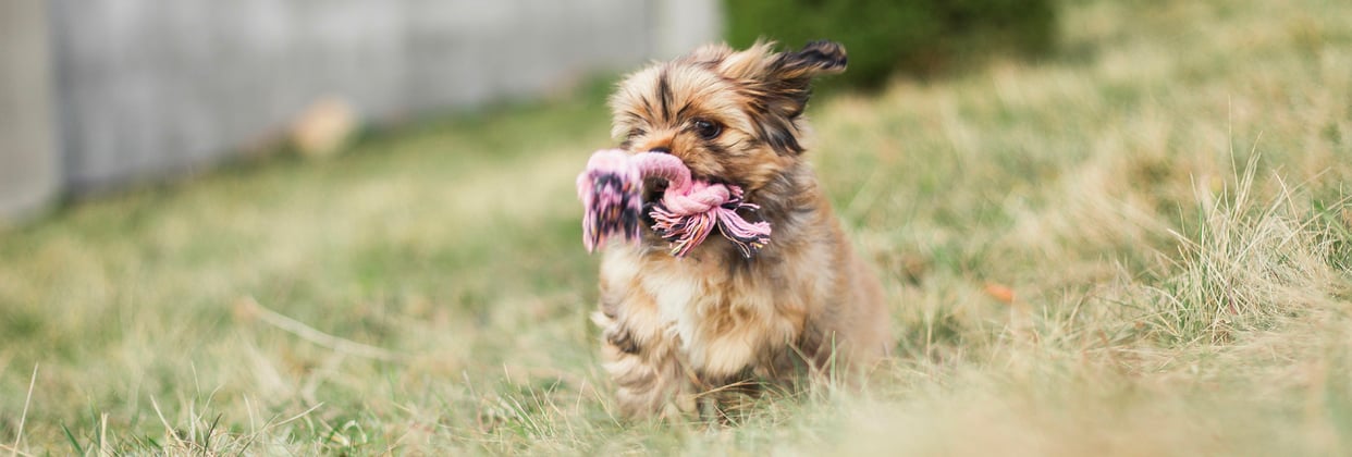 A lhasa apsos running with its toy rope in its mouth.