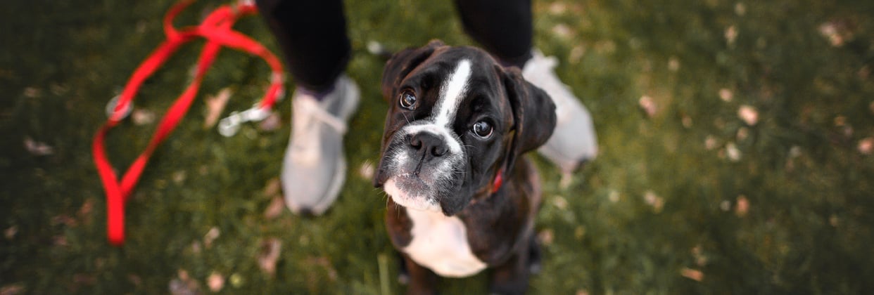 A young boxer dog looking up at its owner with its leash at its feet.