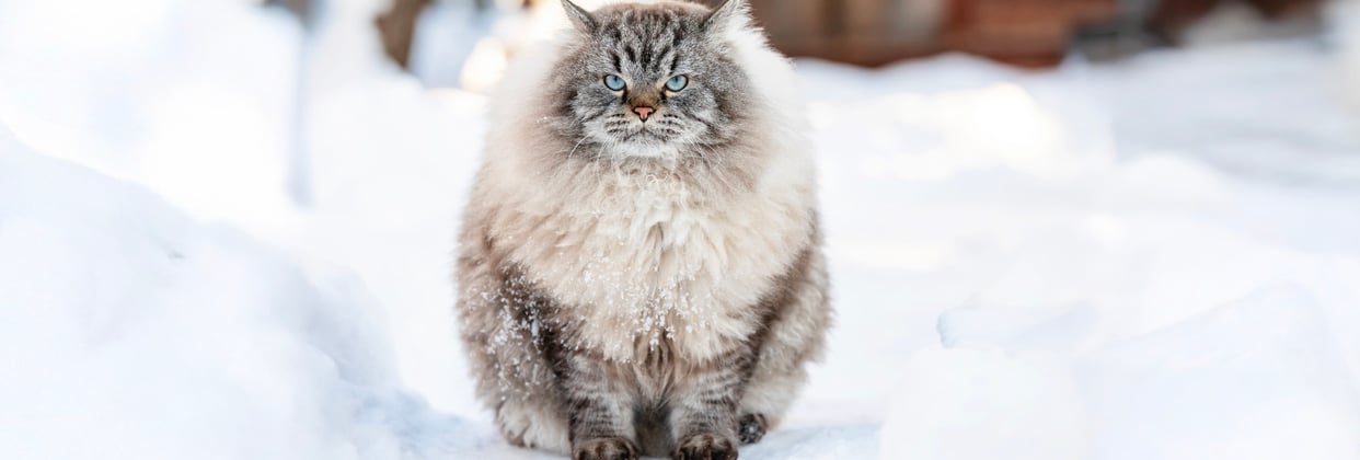 A big fluffy siberian cat sitting in the snow.