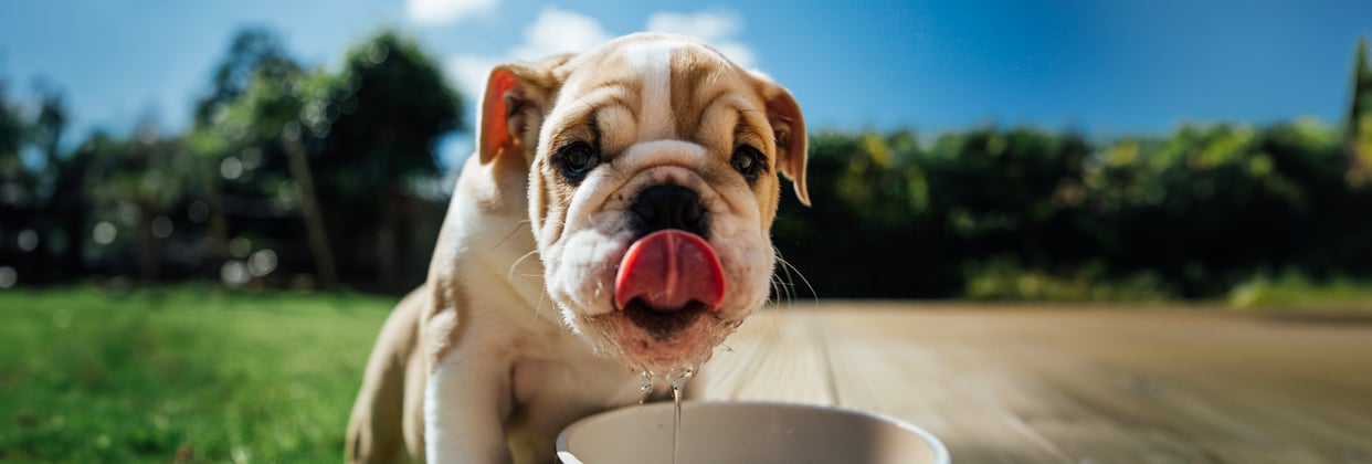 Puppy bulldog licking it's nose while drinking from a water bowl