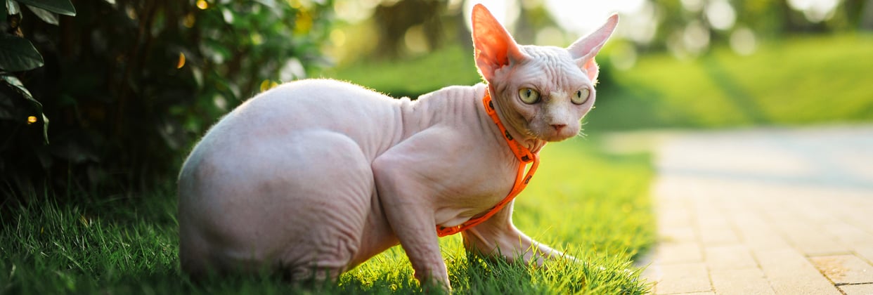 A sphynx cat with an orange harness walking on grass.