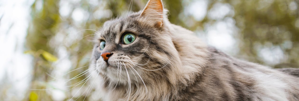 A siberian cat with large eyes looking into the distance.