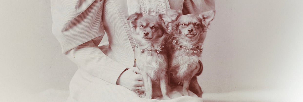 An old-fashioned photo of two Chihuahuas sitting on someone's knee.