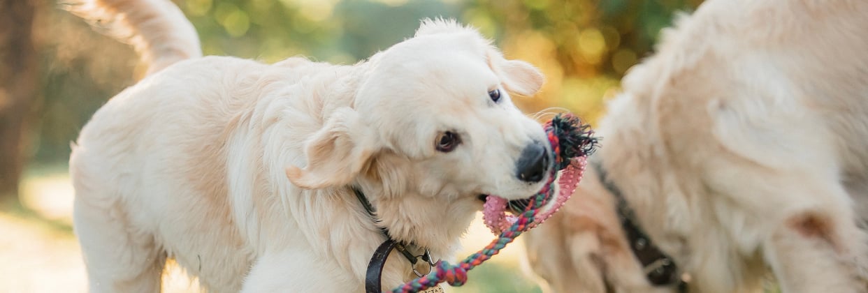 A young golden retriever playing with a rope toy.