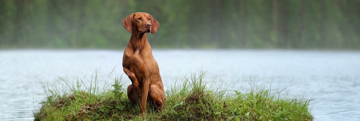 A hungarian vizsla sitting on a mound of grass surrounded by a lake.
