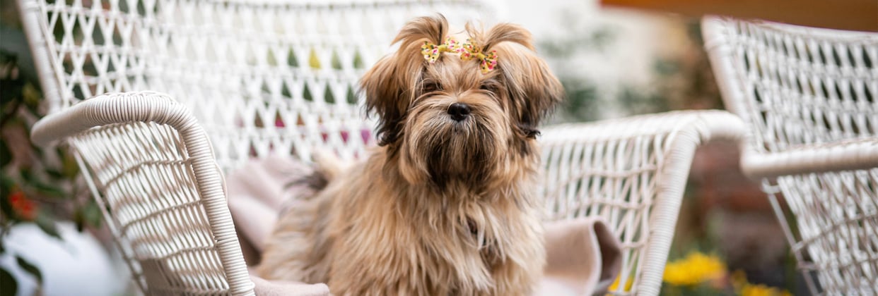 A lhasa apsos sitting on a whicker chair.