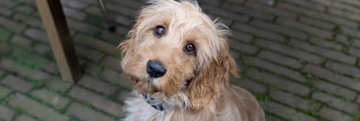 A cockapoo looking lovingly up at the camera