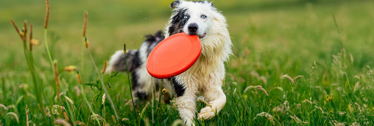 A collie holding a orange frisbee in this mouth.