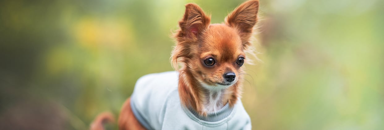 A ginger Chihuahua wearing a blue jumper.