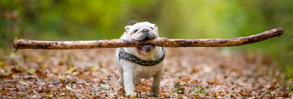 An english bulldog carrying a big stick.