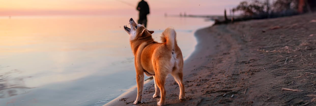Shiba Inu on a beach looking up with mouth open