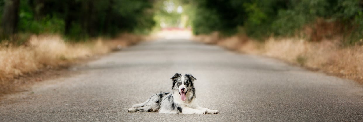 A collie laying in the road.