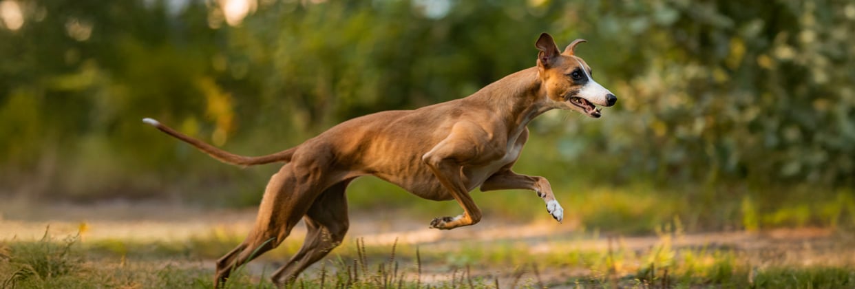 A whippet leaping through the air.