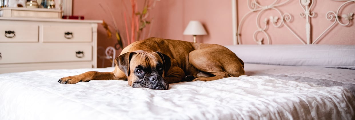 A brown boxer curled up on a bed.