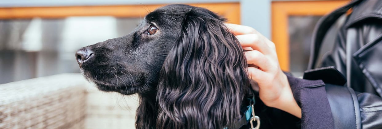 A black Cocker Spaniel on a leash.