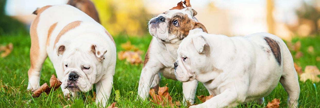 A group of english bulldogs.