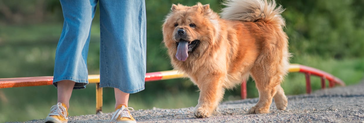 A ginger Chow Chow walking next to his owner.