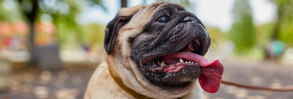 A pug with its tongue hanging out