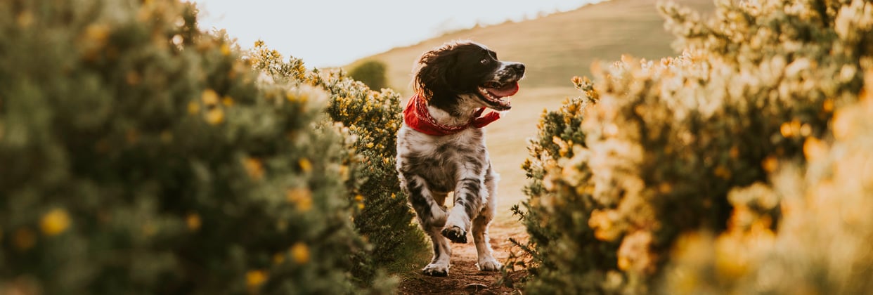 An english springer spaniel running between two bushes.