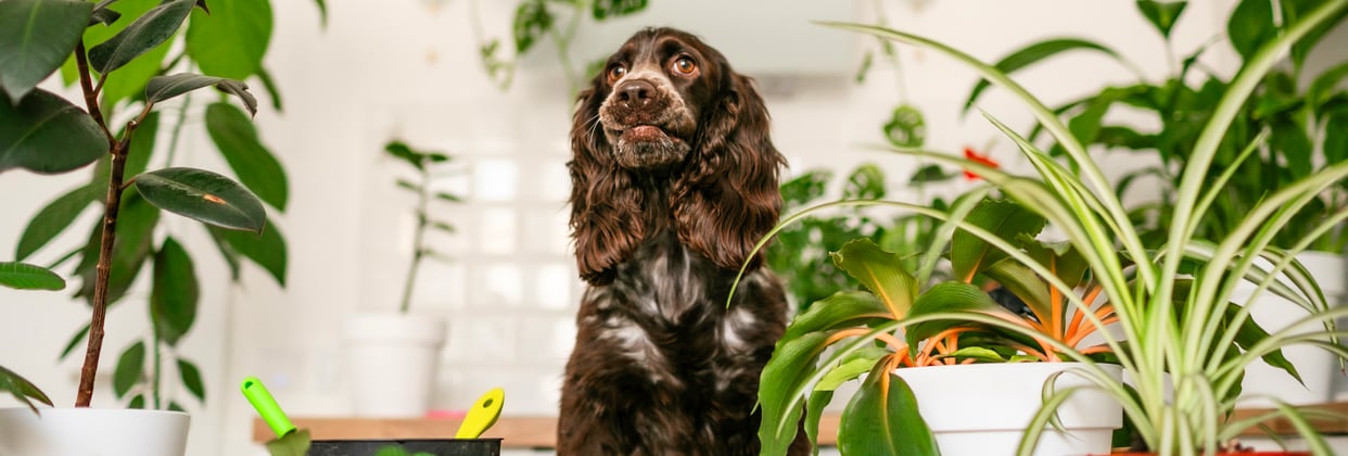 A sprocker spaniel sitting surrounded by plants