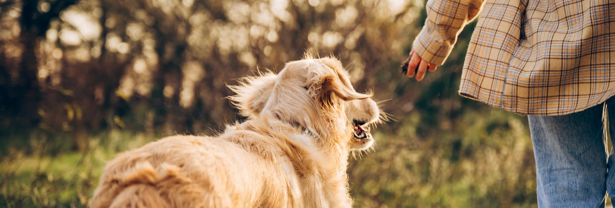 A golden retriever walking alongside it's owner.