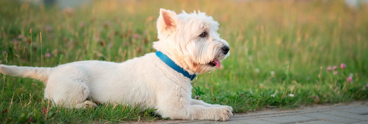 West Highland White Terrier with blue collar lying on grass next to pavement