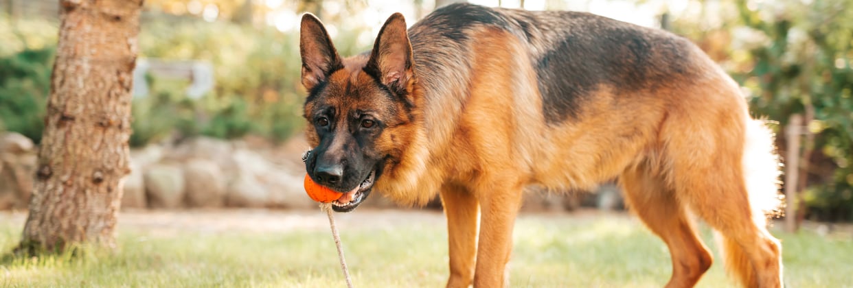 A german shepherd holding a ball on a rope in its mouth.