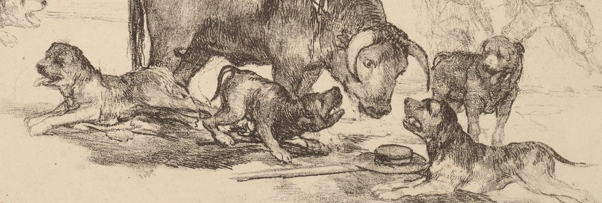 A historic drawing of english bulldogs.