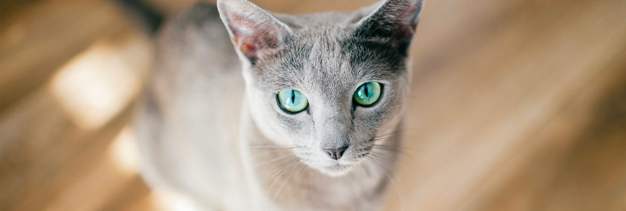 A russian blue staring intently at the camera.
