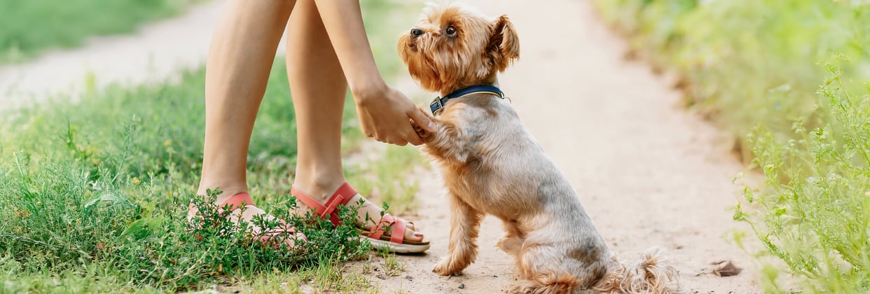 A yorkie giving a paw to their owner.