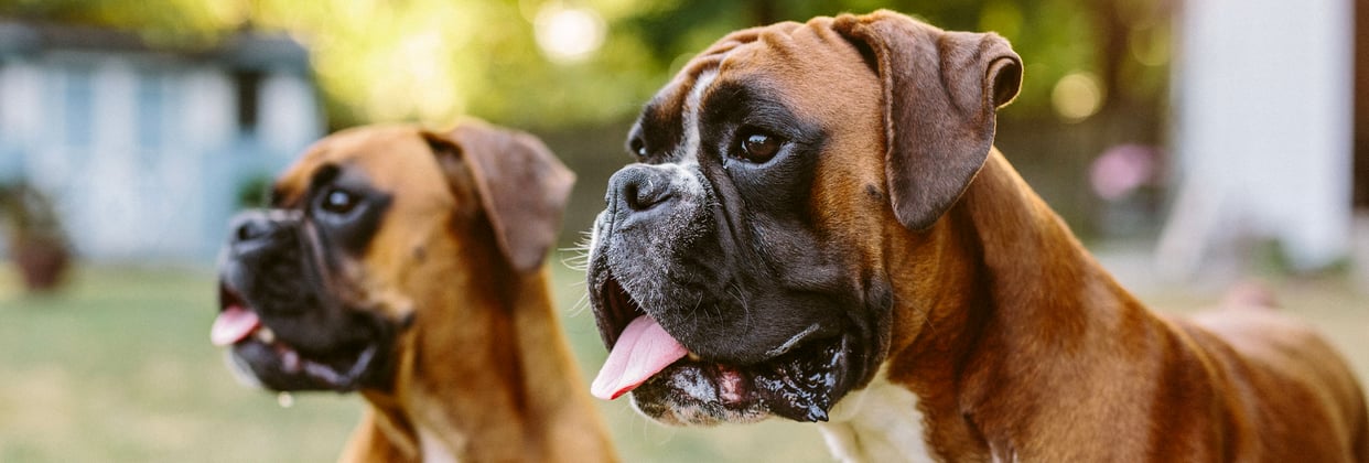 Two brown boxer dogs with their tongue hanging out.