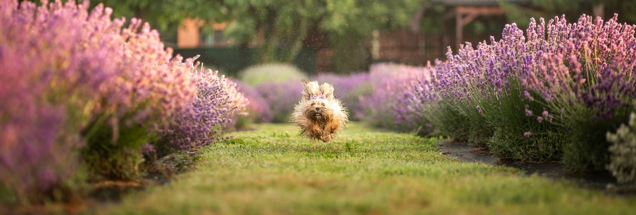 A lhasa apsos running through lavender towards the camera.