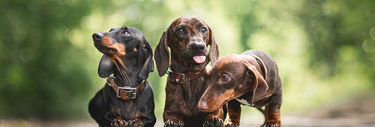 Three Dachshunds sitting and standing in a row outside