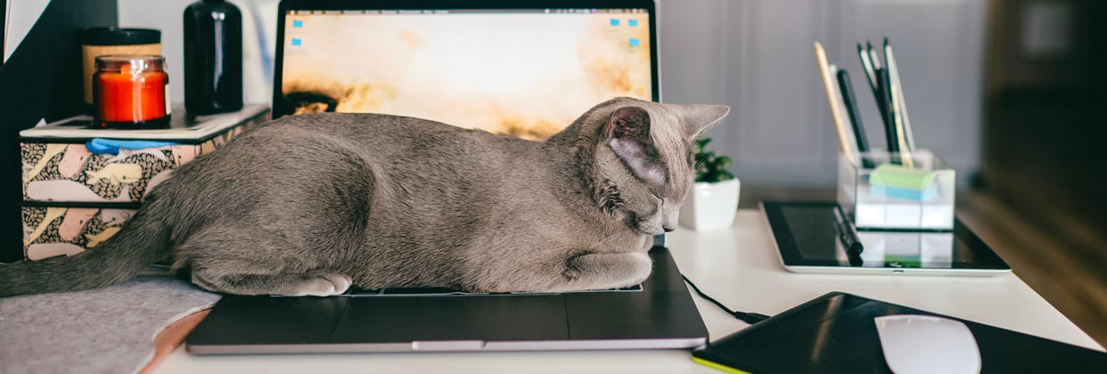 A russian blue asleep on a laptop.