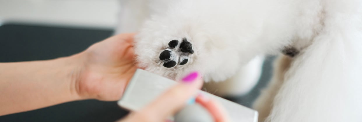 A bichon having her feet trimmed.