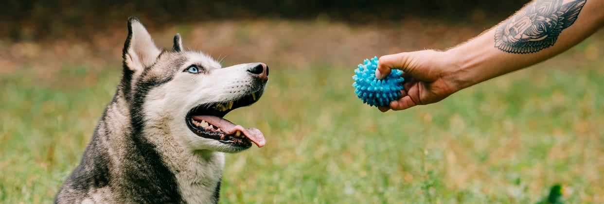 A siberian husky and its owner playing with a blue ball.