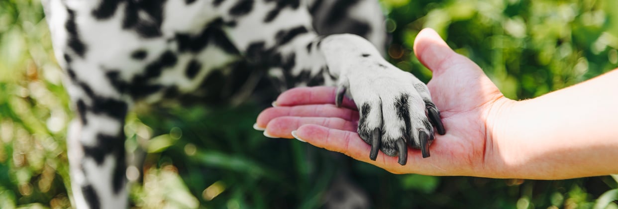 Dalmatian's paw on owner's hand