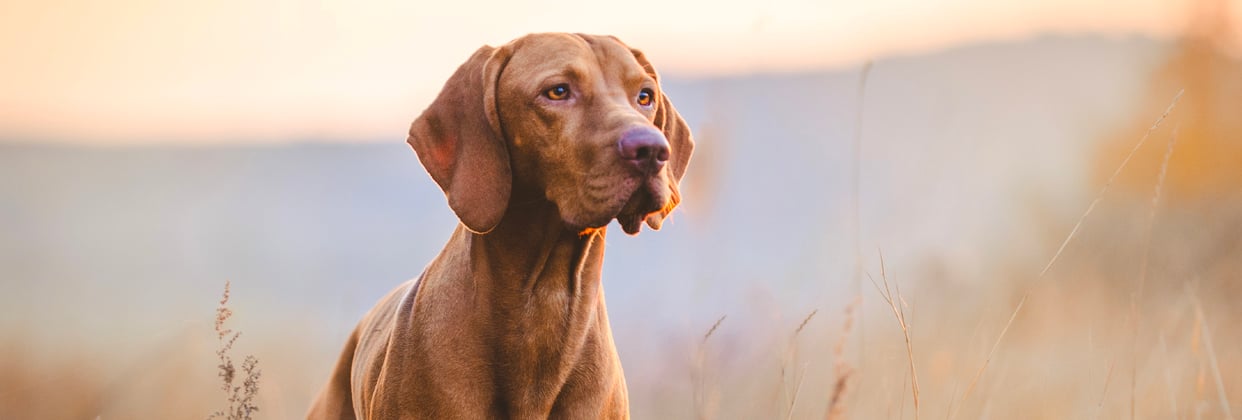 A hungarian vizsla at dusk in a field.