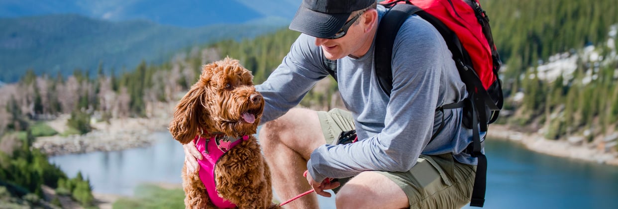 Labradoodle wearing a pink harness on a hike with owner