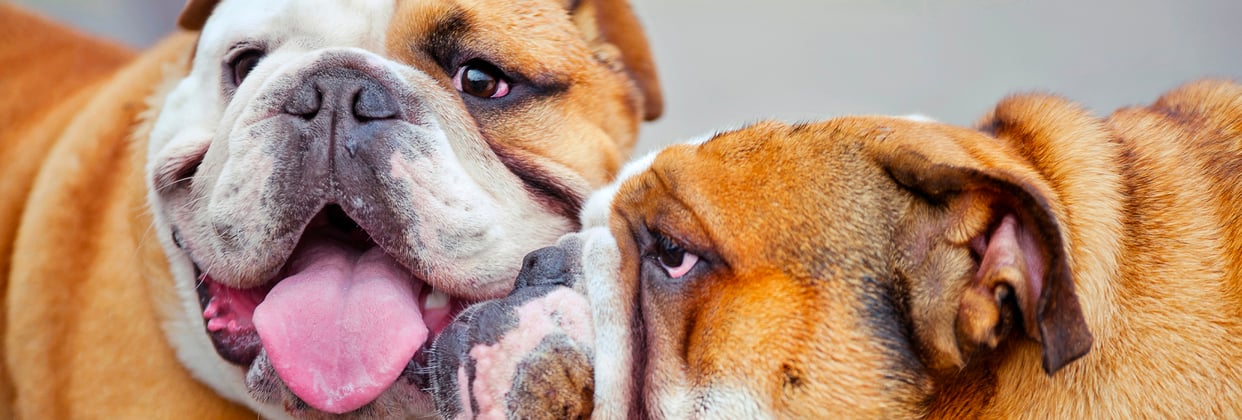 Two english bulldogs with their faces close to each other.