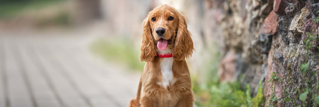 A happy looking Cocker Spaniel sits in front of a stone wall.