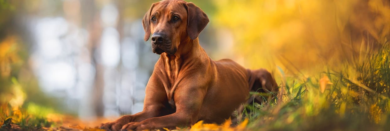 A ridgeback sitting in the grass.