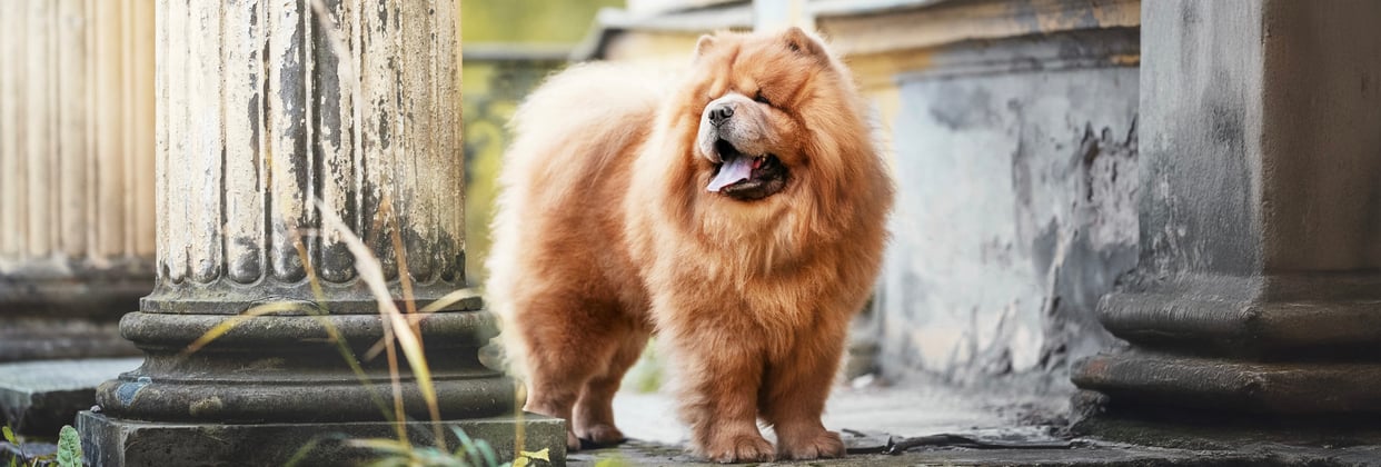 A Chow Chow standing next to a concrete pillar.