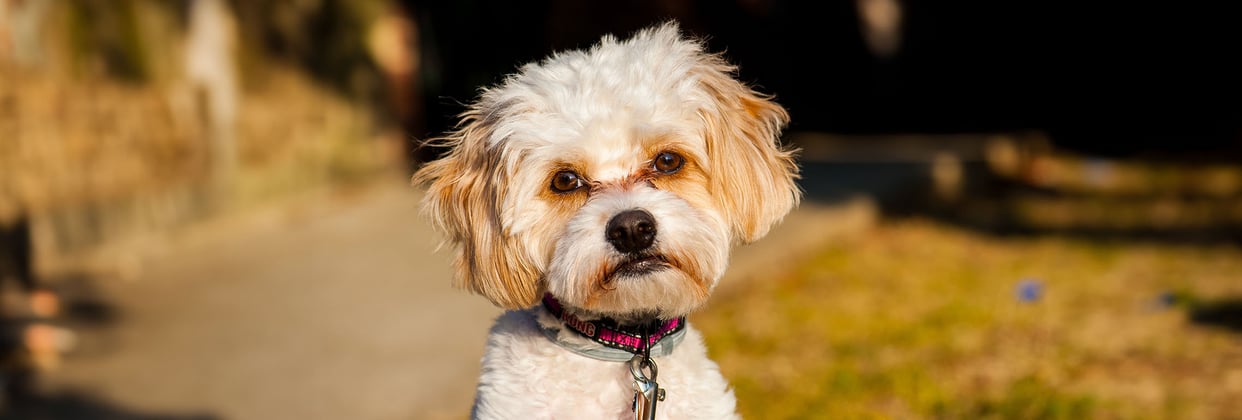 An apricot Cavachon looking into the camera