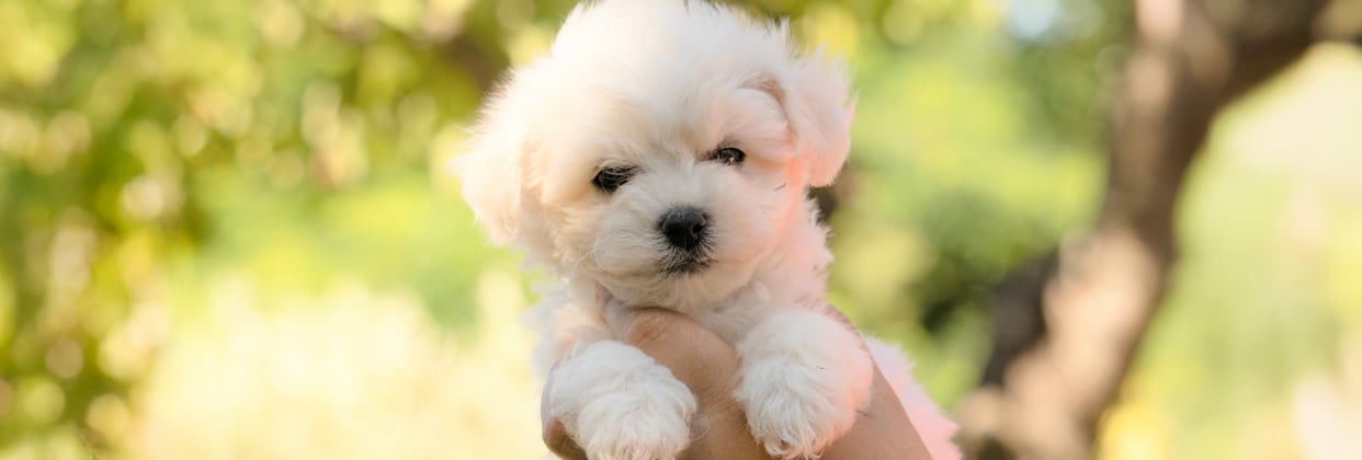 a puppy bichon frise being held up.