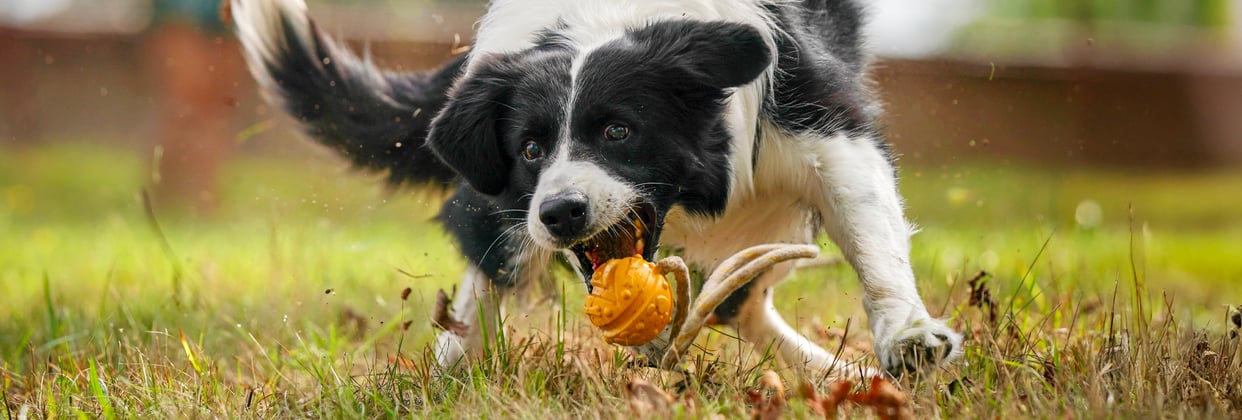 A collie chasing an orange ball.
