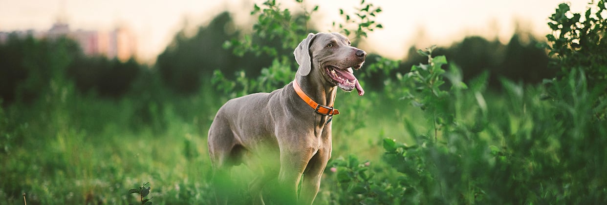 A weimaraner among tall green grass.
