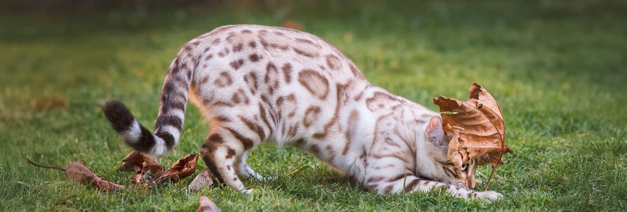 A bengal cat playing with a leaf.