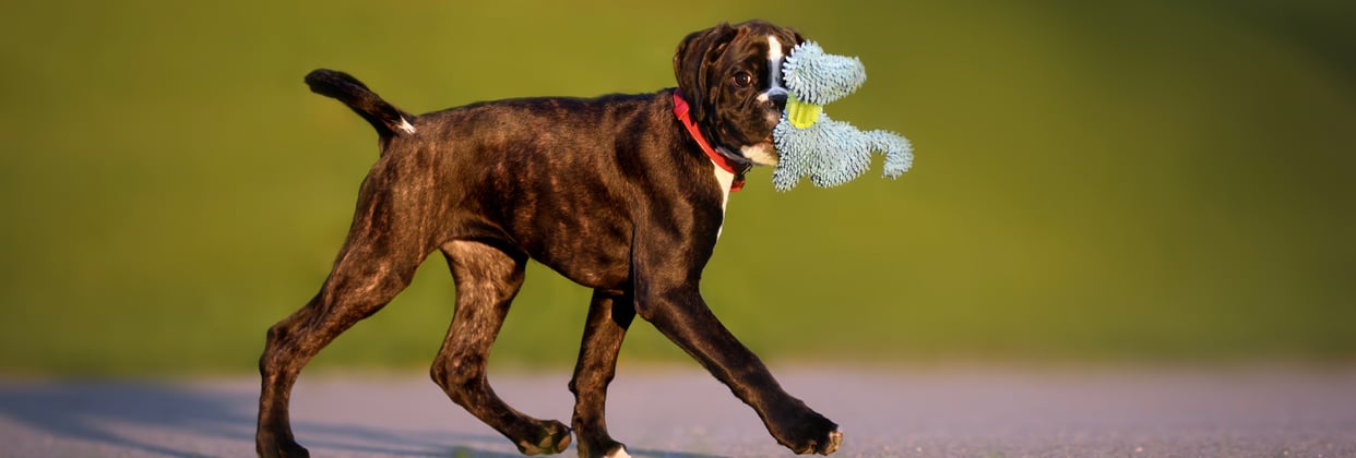 A boxer carrying its soft toy.
